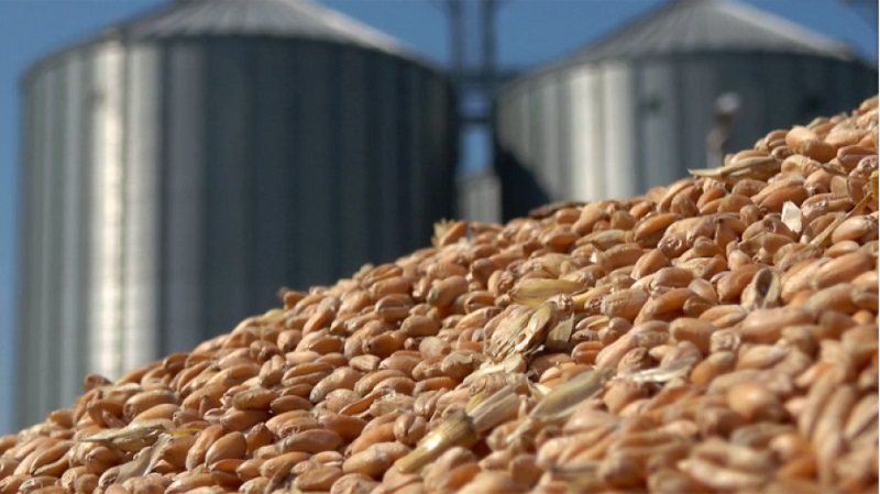Тази година пшеницата е два пъти по-скъпа в сравнение с миналата | Грамофона - новини от Бургас, България и света.