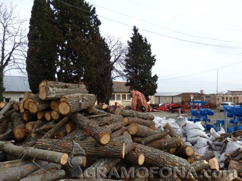 Заповед за продажба на дървесина на първия явил се купувач