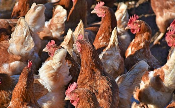 Учени предупреждават за опасност от птичи грип