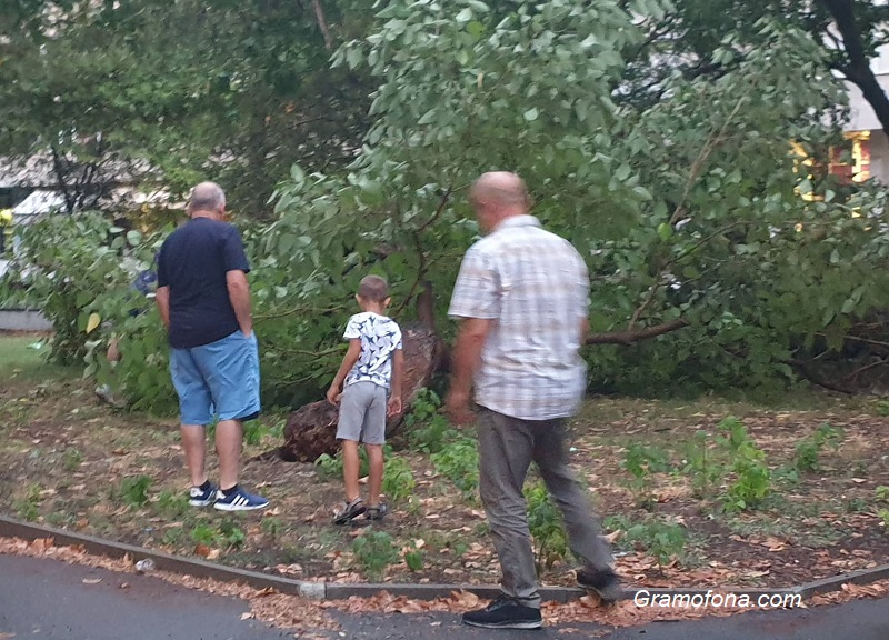 Дърво падна в градинката до Краставицата, на метри от детската площадка