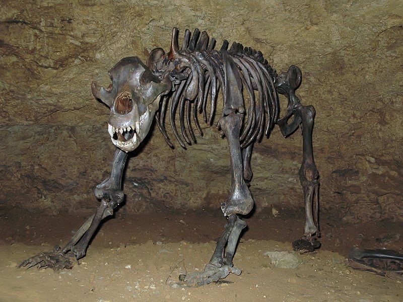 Откриха останки от пещерна мечка в Странджата