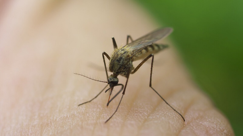 Тигрови комари в Европа: Случаите на заразени се увеличават