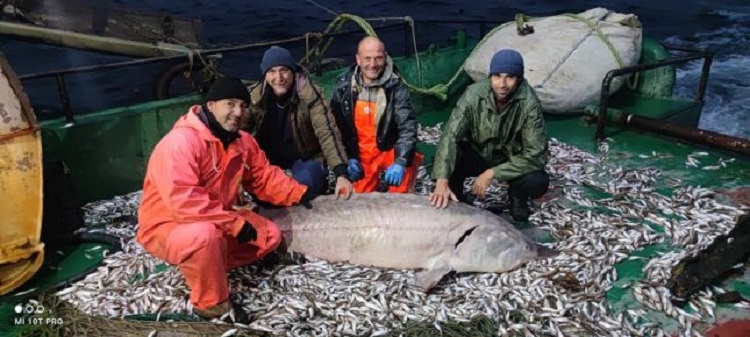 Уловиха двуметрова есетра в морето край нос Емине