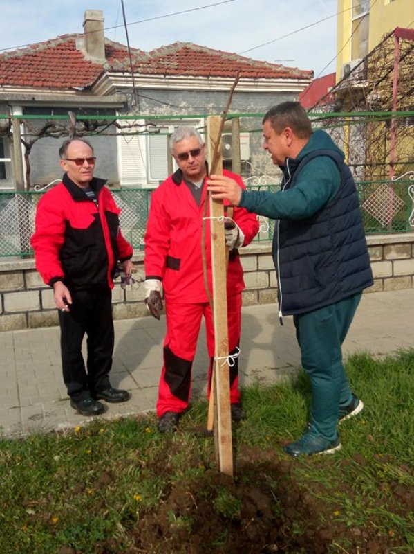 В Камено засадиха 400 дръвчета на Лазаровден 