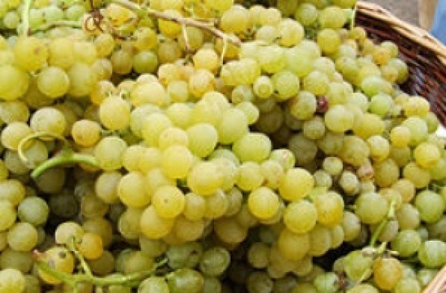 Лозаро-винарският сектор подготвя протест в района на Поморие срещу наредба на НАП за претеглянето на гроздето