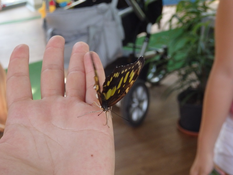 Екзотични пеперуди в Бургас