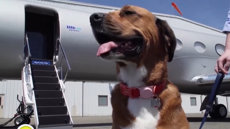 Авиокомпания пусна полети само за кучета
