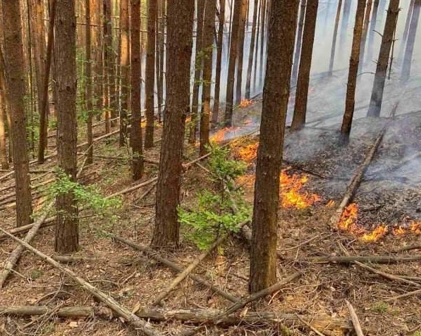 Екипи на ЮИДП се бориха с 10 горски пожара през последните дни