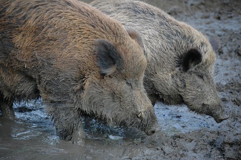 Отменя се забраната за лов в зоните с африканска чума по свинете
