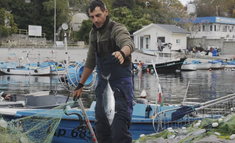 В деня на Черно море край Царево ври от паламуд (ВИДЕО)