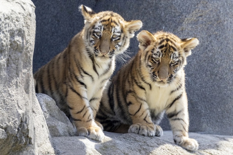 Амурски тигърчета са новата атракция на зоопарка в Кьолн