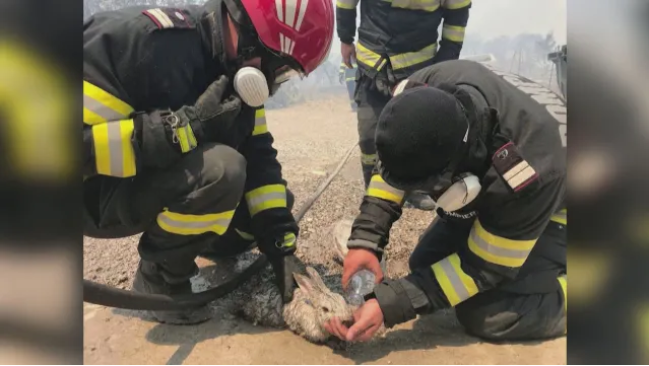 Трогателни кадри: Пожарникари спасяват заек с вода в Гърция