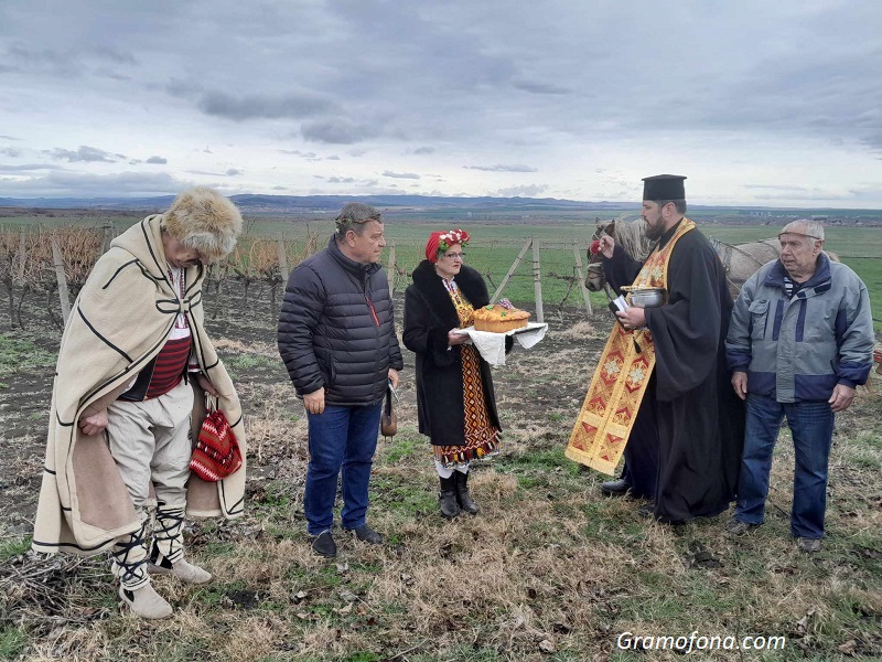 Зарязаха лозите за здраве и плодородие в Камено