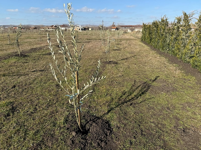 Първият по Черноморието масив с маслинови дръвчета се намира в Зоопарк Бургас