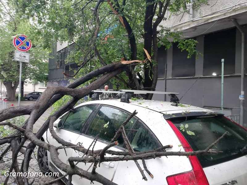 Дърво падна върху лек автомобил 