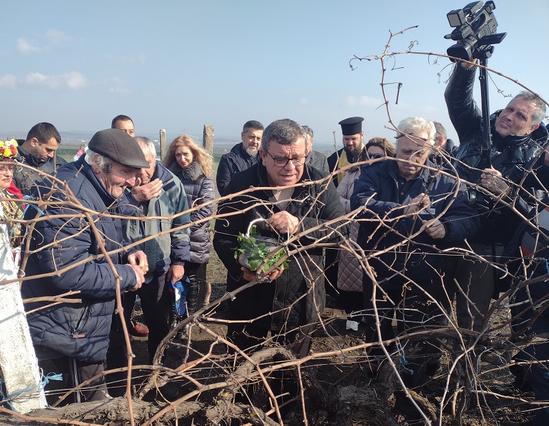 86-годишният бай Стоян и кметът на Камено зарязаха лозите 