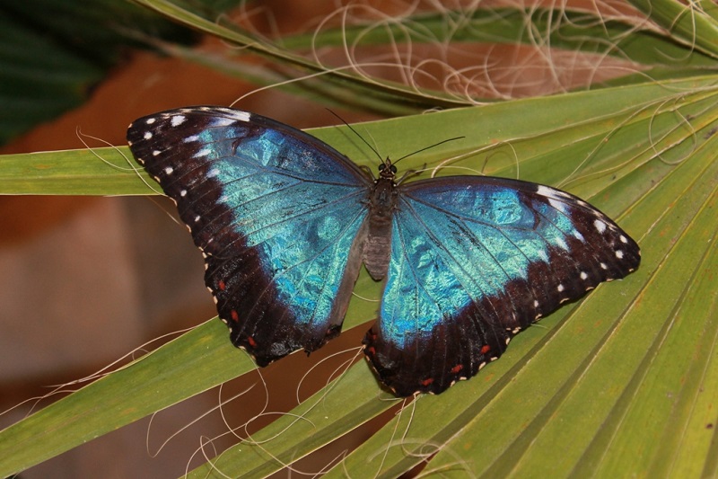 Екзотични пеперуди от цял свят долитат в Бургас