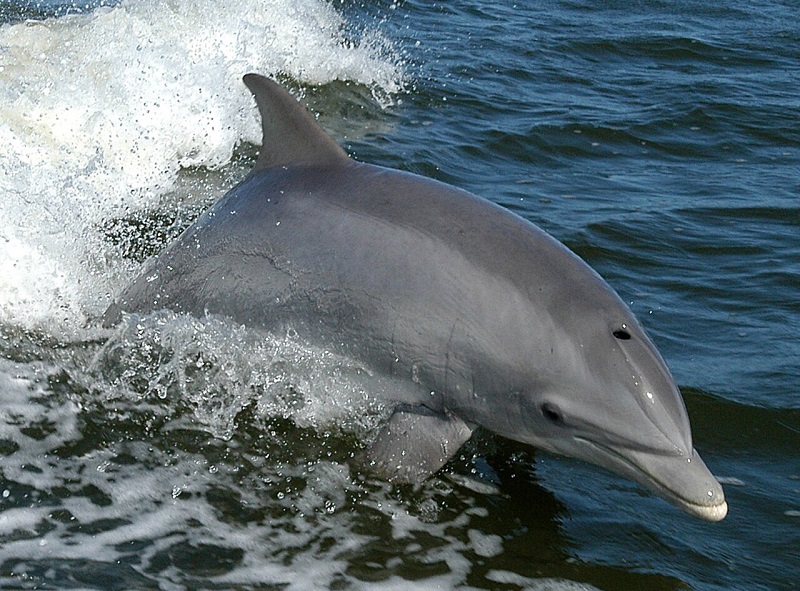 Делфин танцува около яхта с туристи до Поморие (видео) 