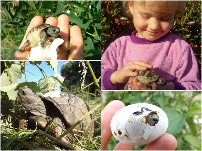 Драконово парти ще събира средства за единствения Спасителен център за костенурки в България