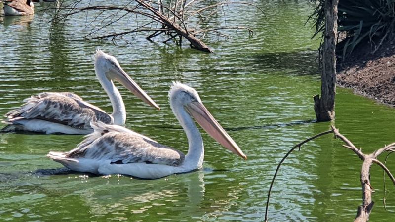 Зоопарк Бургас търси дарители за застрашени пеликани 