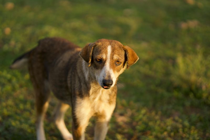 Защитниците на животните са втората по големина група в новия парламент