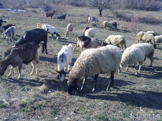 Нова екзотична болест погуби преживни животни в царевско село