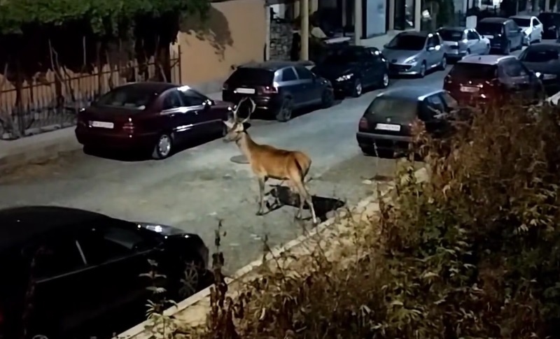 Елен се разходи в Царево (видео)