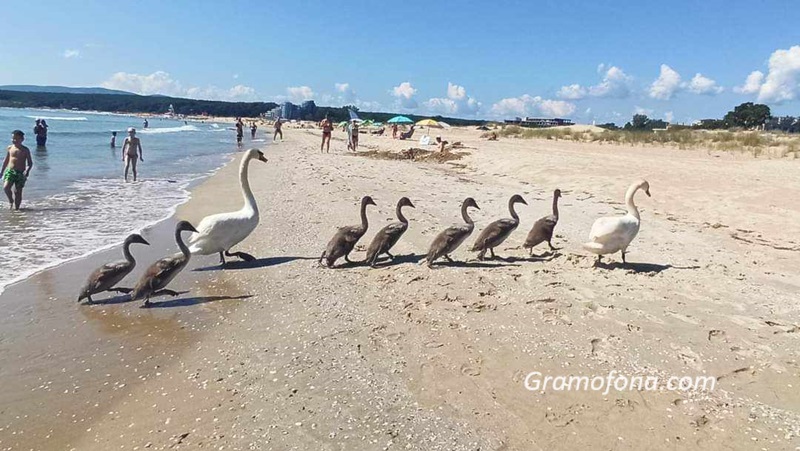 Лебеди сред туристите на плажа в Приморско