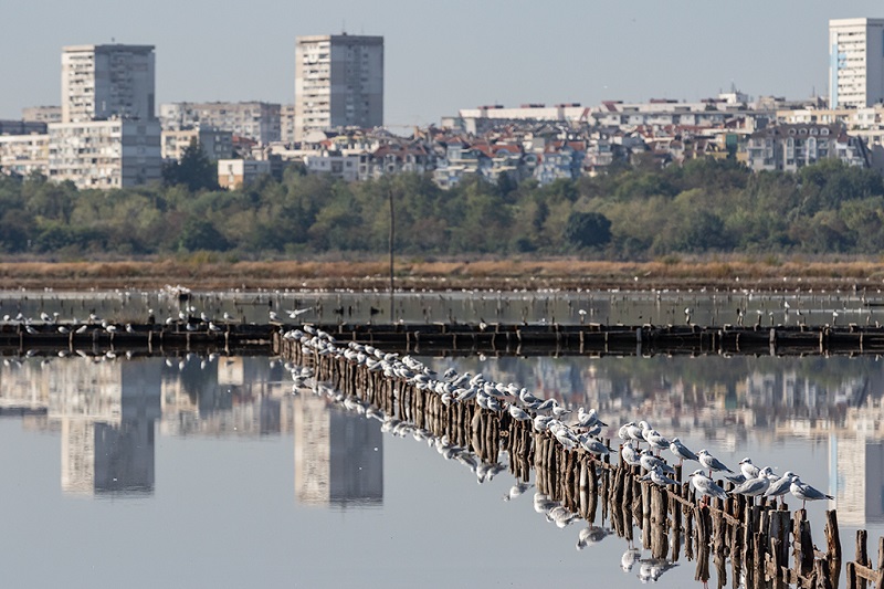 На Атанасовден ще се практикува Bird-watching на Атанасовско езеро